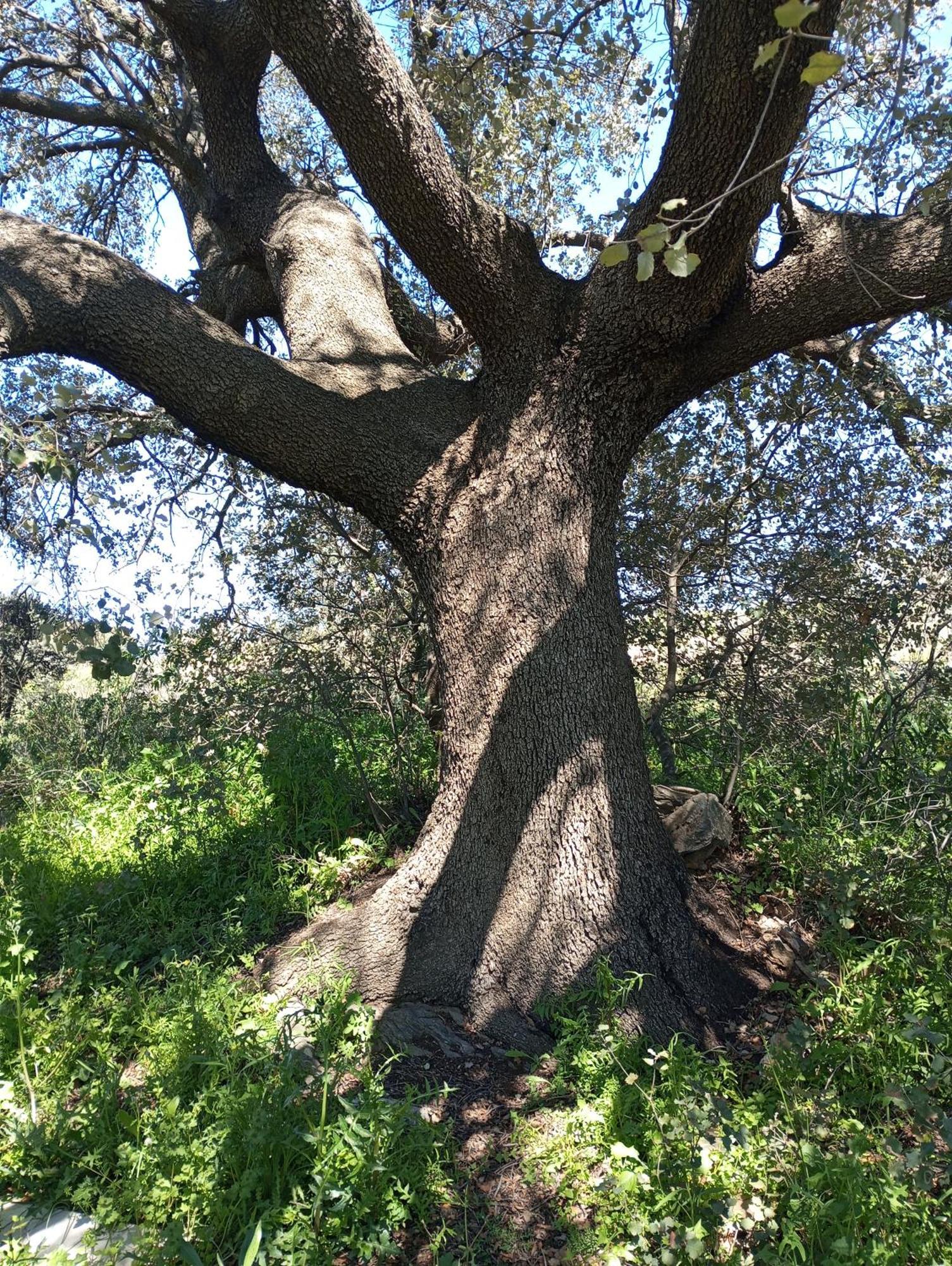 فيلا Casa La Colina Mandarina II Casa De Madera Tahal المظهر الخارجي الصورة